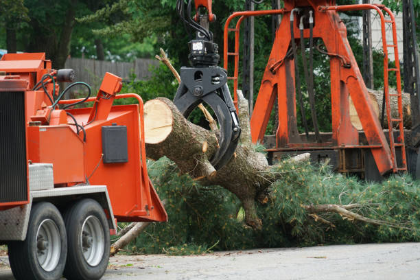 How Our Tree Care Process Works  in  Lakeport, CA