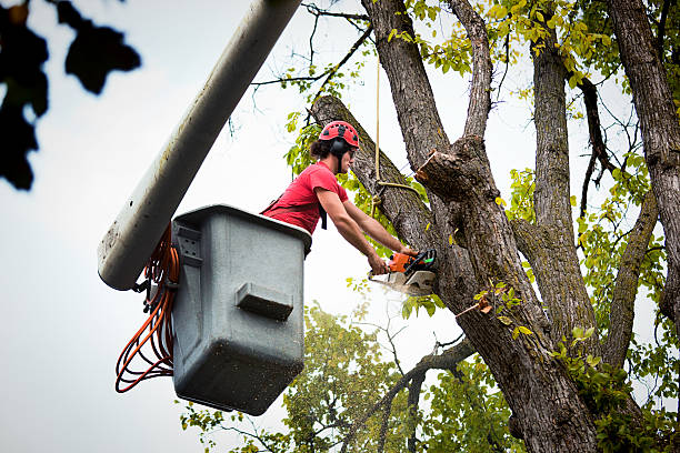 Best Tree Cabling and Bracing  in Lakeport, CA